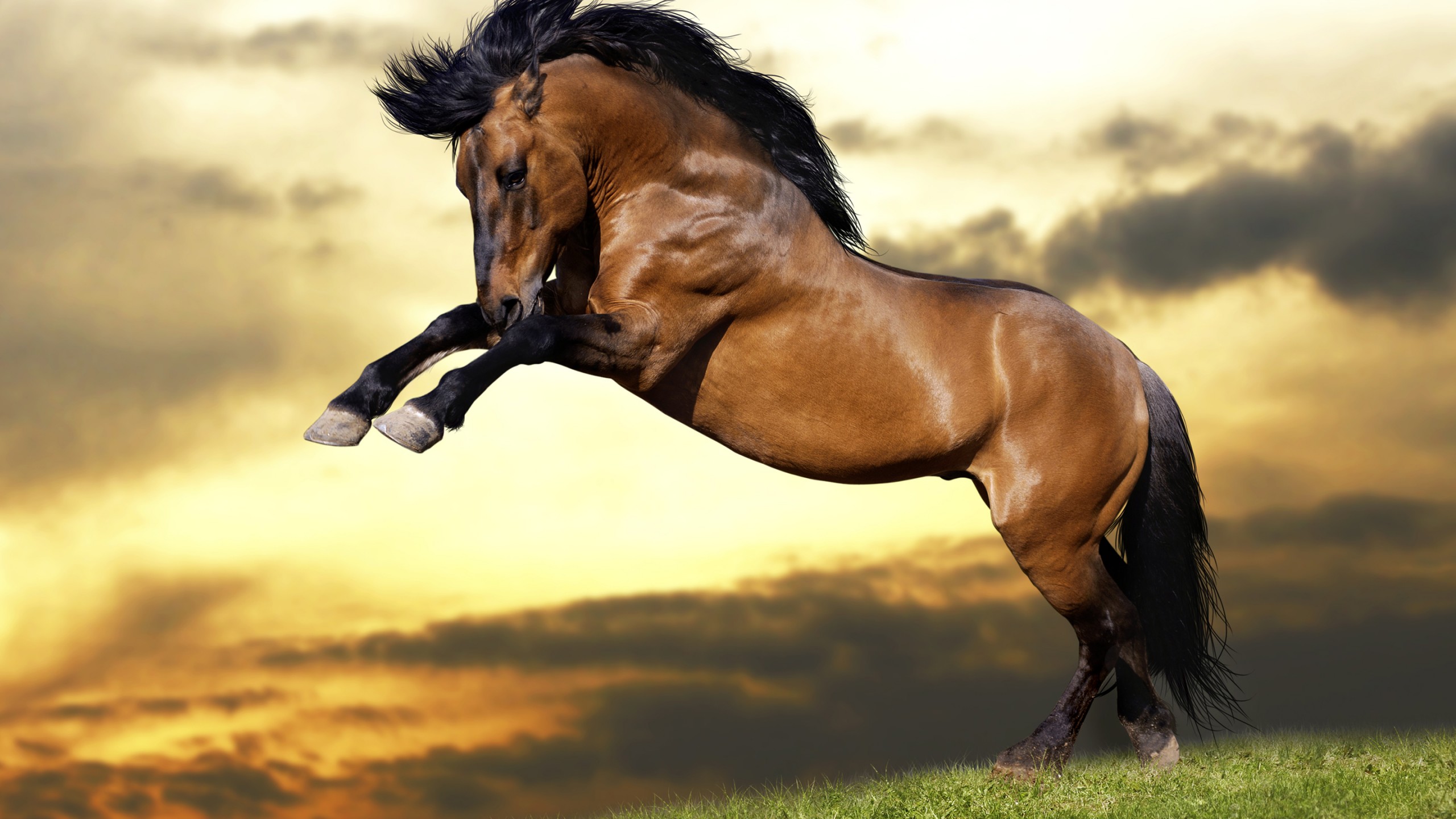 Animals / Jumping Horse Wallpaper , HD Wallpaper & Backgrounds