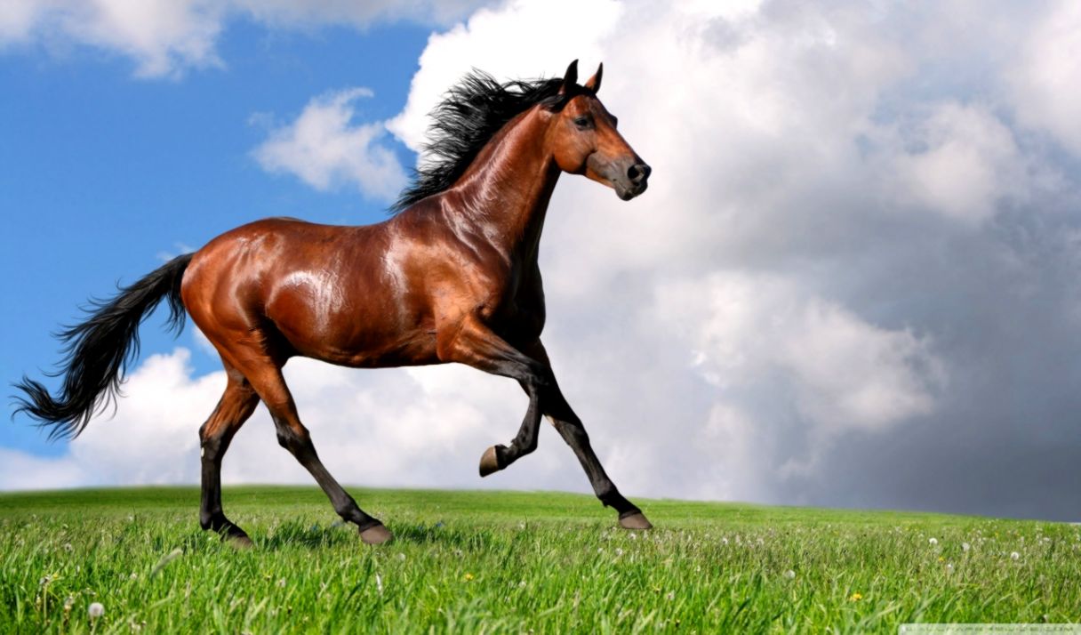 Running Horse ❤ 4k Hd Desktop Wallpaper For 4k Ultra - Running Horse , HD Wallpaper & Backgrounds