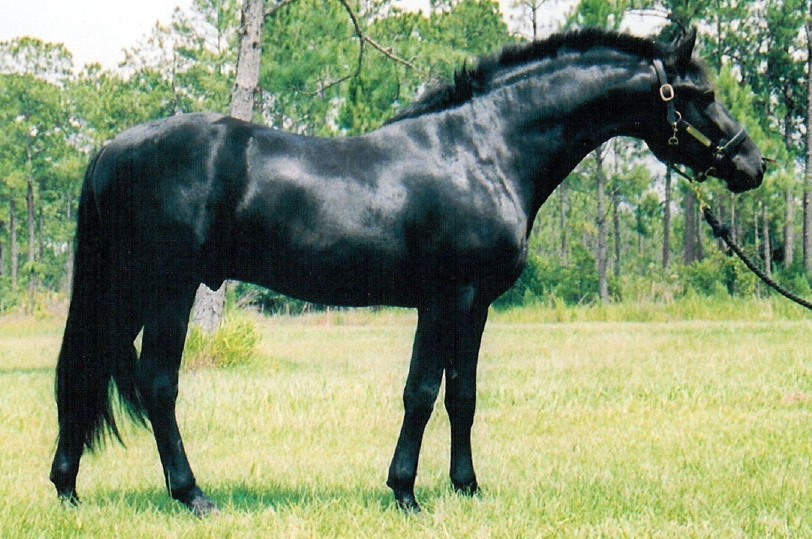 Friesian Horse Hd Wallpaper - Stallion , HD Wallpaper & Backgrounds