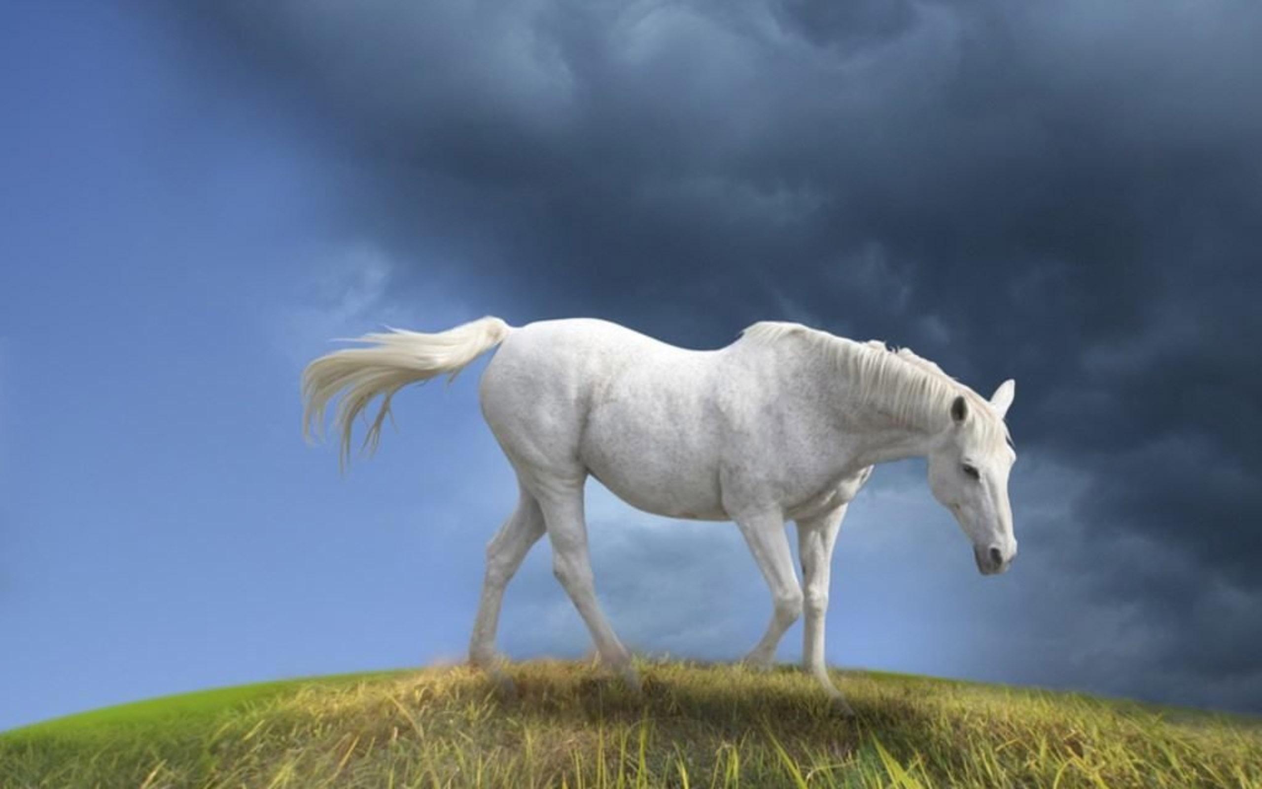 Hd Horse - New Beautiful Wallpapers Desktop , HD Wallpaper & Backgrounds