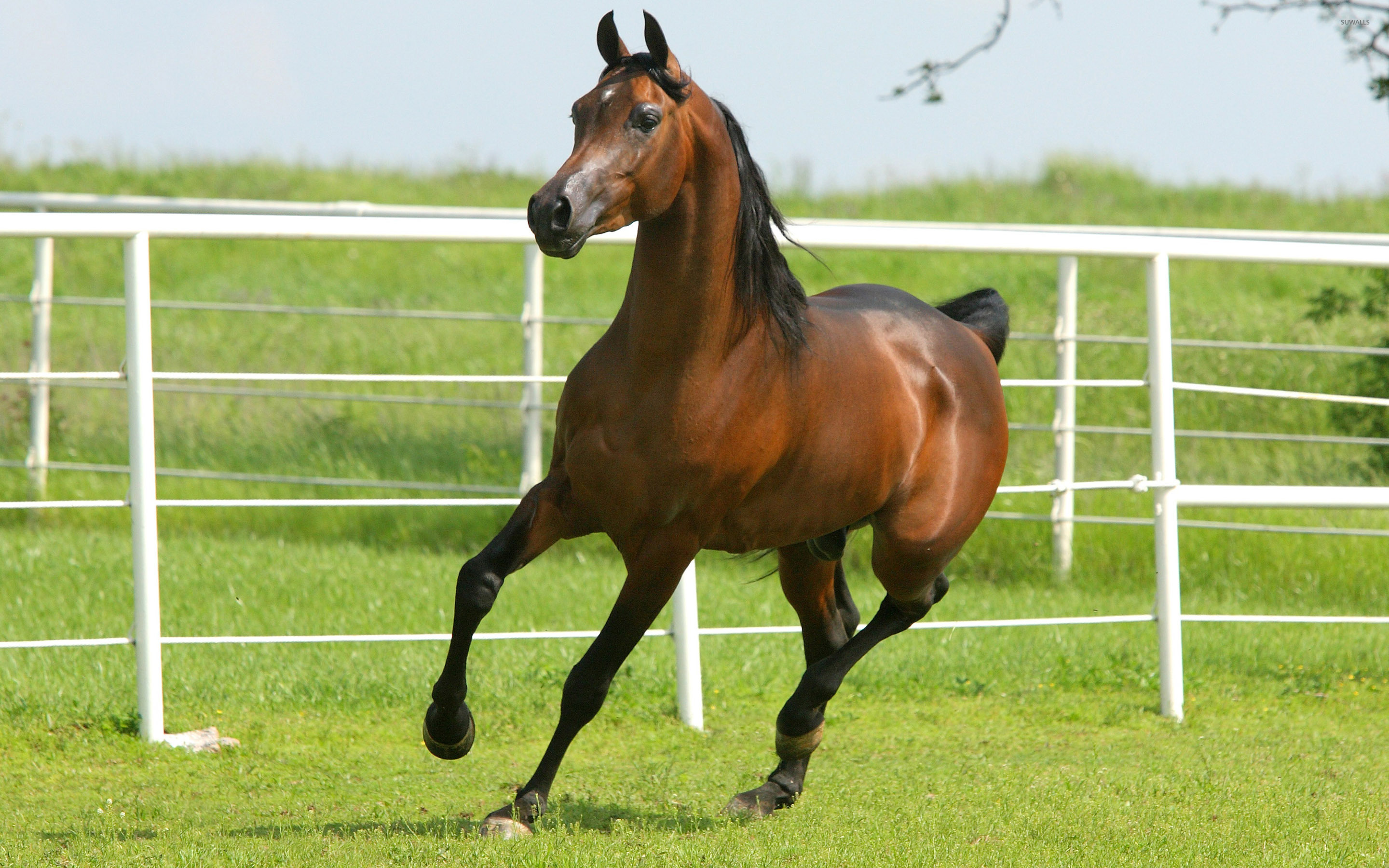 Brown Horse Running Wallpapers New , HD Wallpaper & Backgrounds