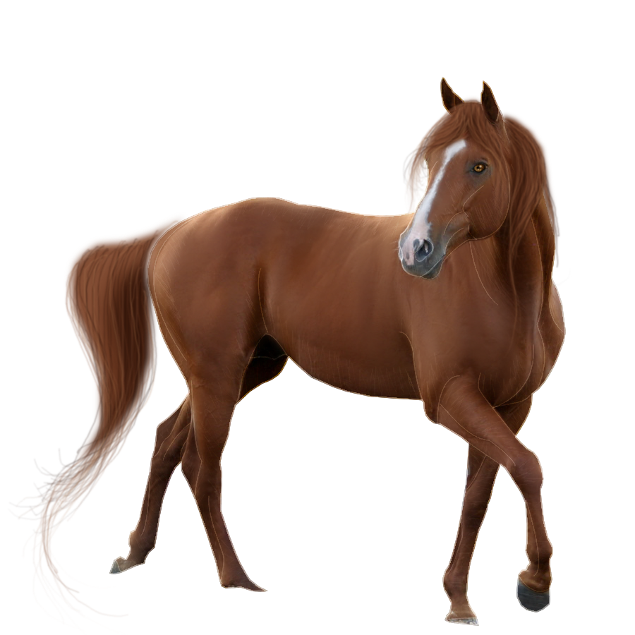 Horse Pictures, Eye Color, Free Horses, Google Search, - Horse With White Background , HD Wallpaper & Backgrounds