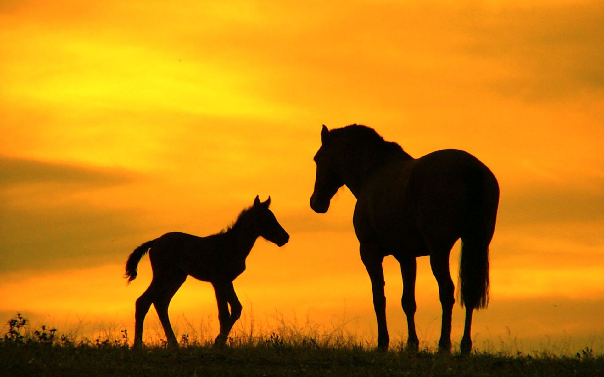 Horse Hd Wallpapers - Horse Backgrounds , HD Wallpaper & Backgrounds