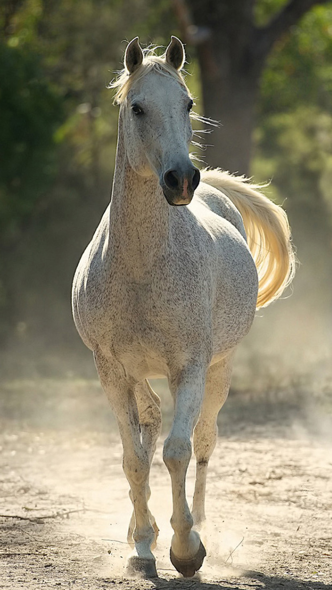 Horse Wallpaper Iphone 7 Plus , HD Wallpaper & Backgrounds