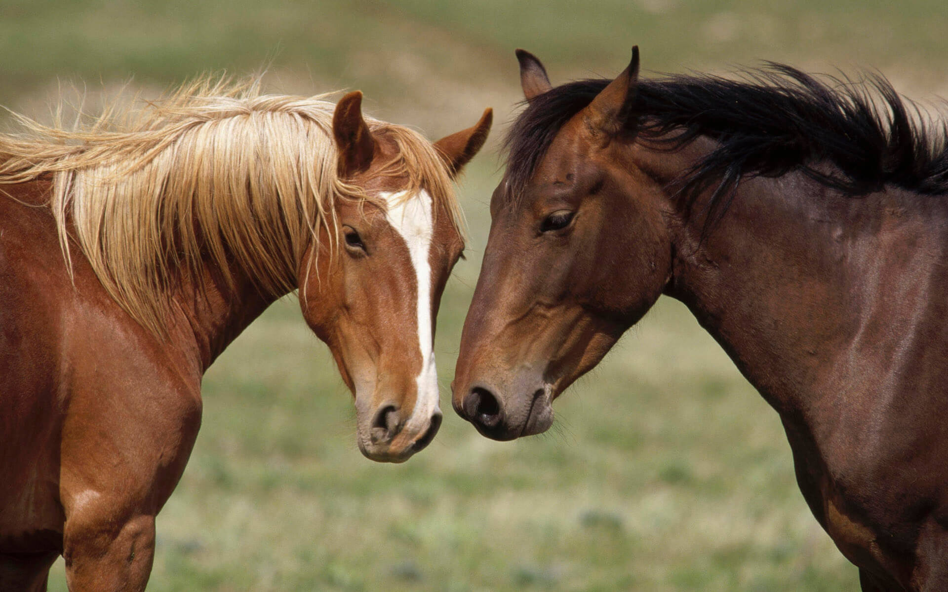 Horse Wallpaper Free Download - Horse Couple , HD Wallpaper & Backgrounds
