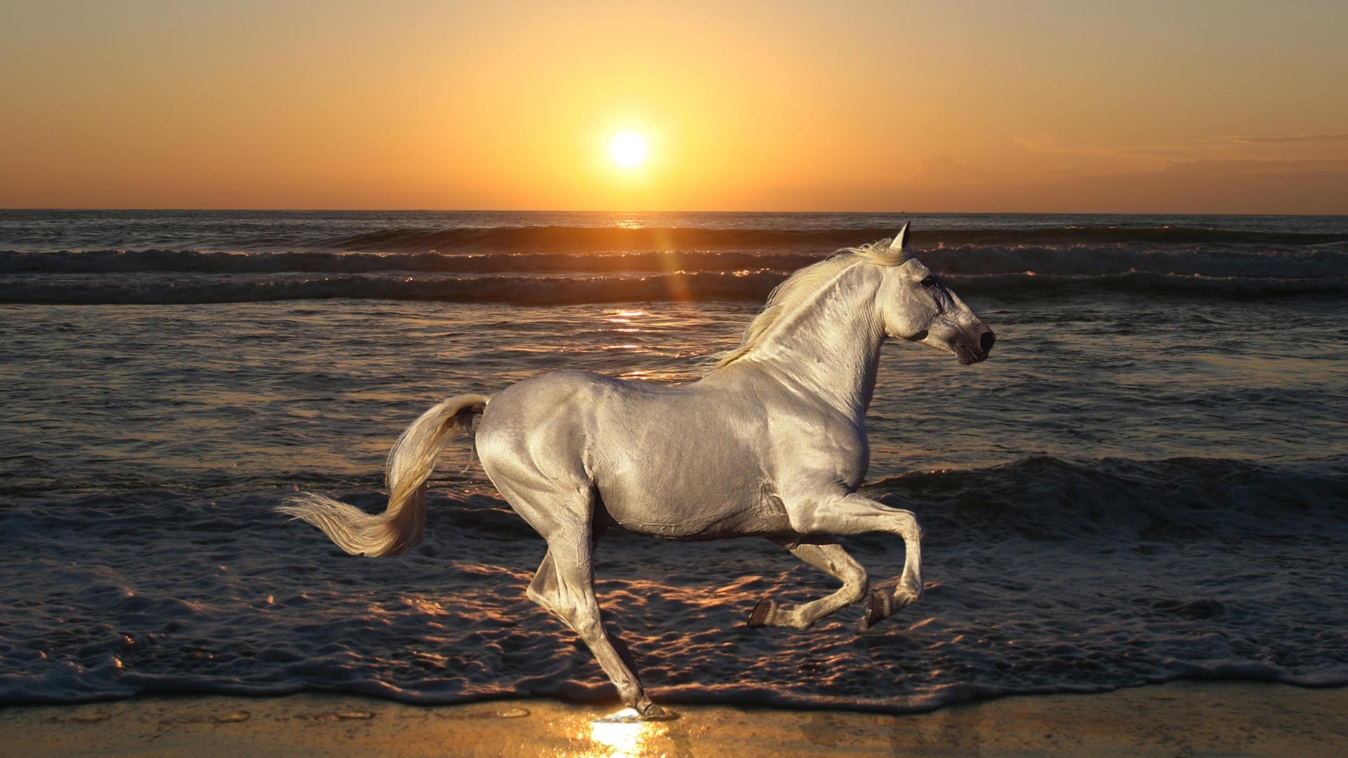 Running Horse Wallpaper For Mobile Group - Horse On A Beach , HD Wallpaper & Backgrounds