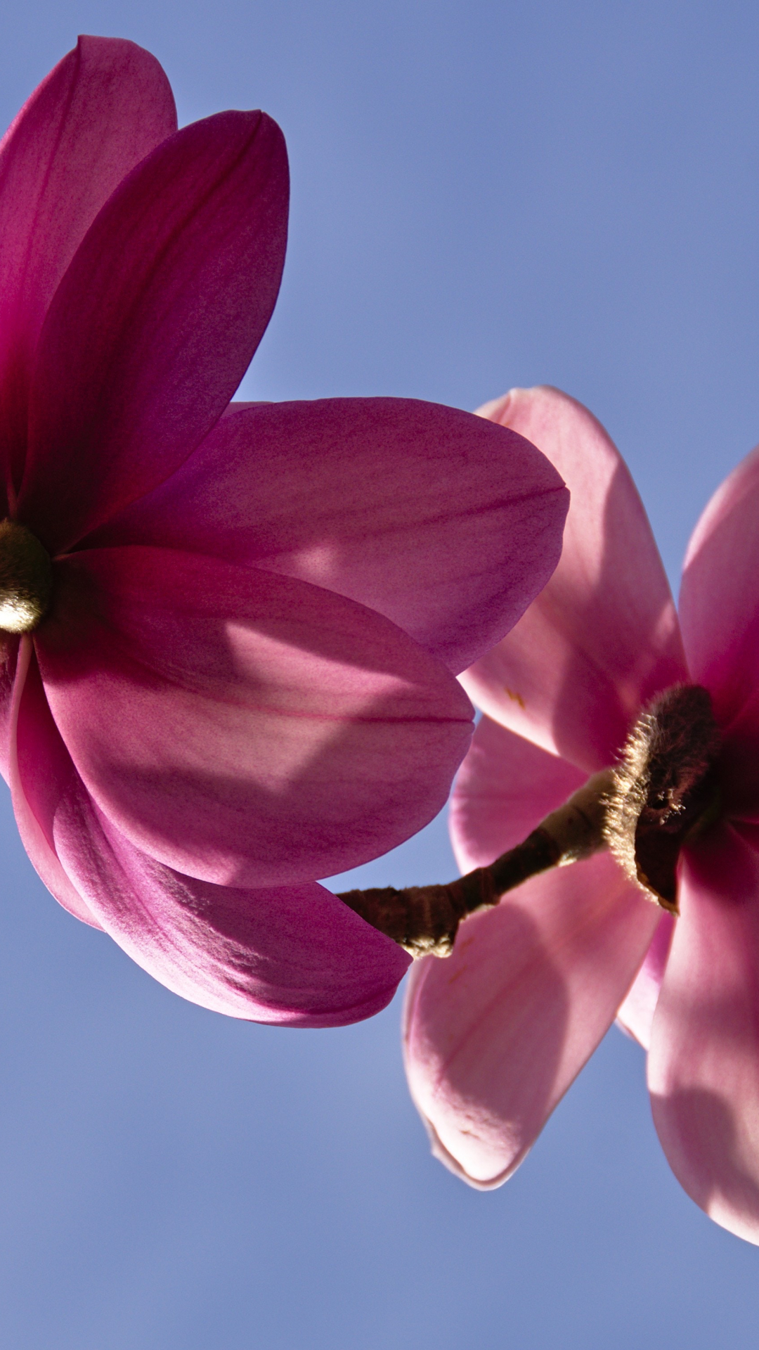 Spring And Plant Iphone Wallpaper - Chinese Magnolia , HD Wallpaper & Backgrounds