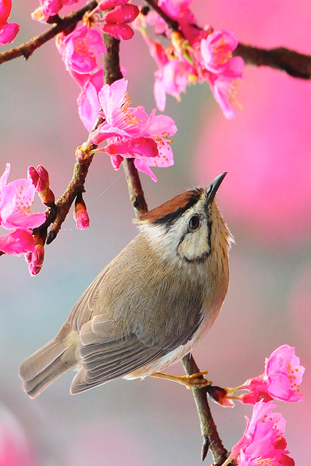 Bird Iphone Wallpaper - Spring Wallpapers For Iphone , HD Wallpaper & Backgrounds