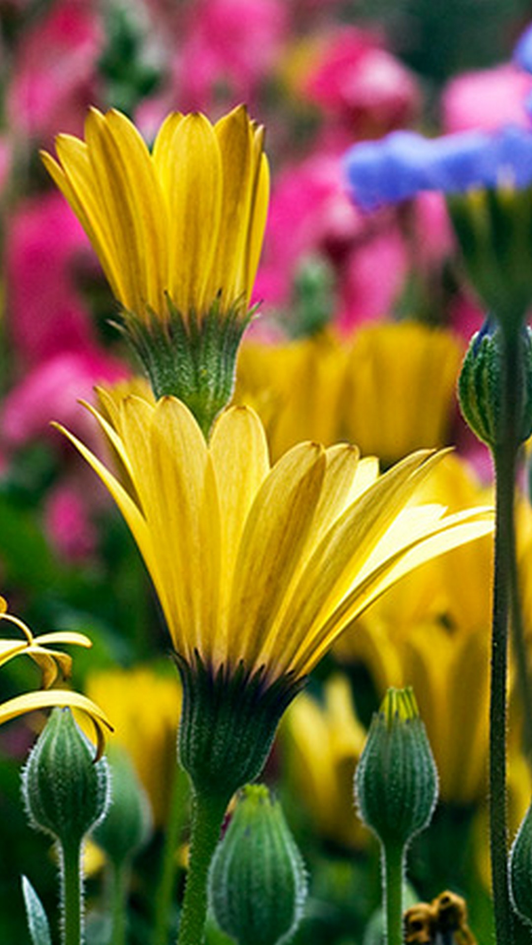 Start Download - Download Jpg Nature And Flower , HD Wallpaper & Backgrounds