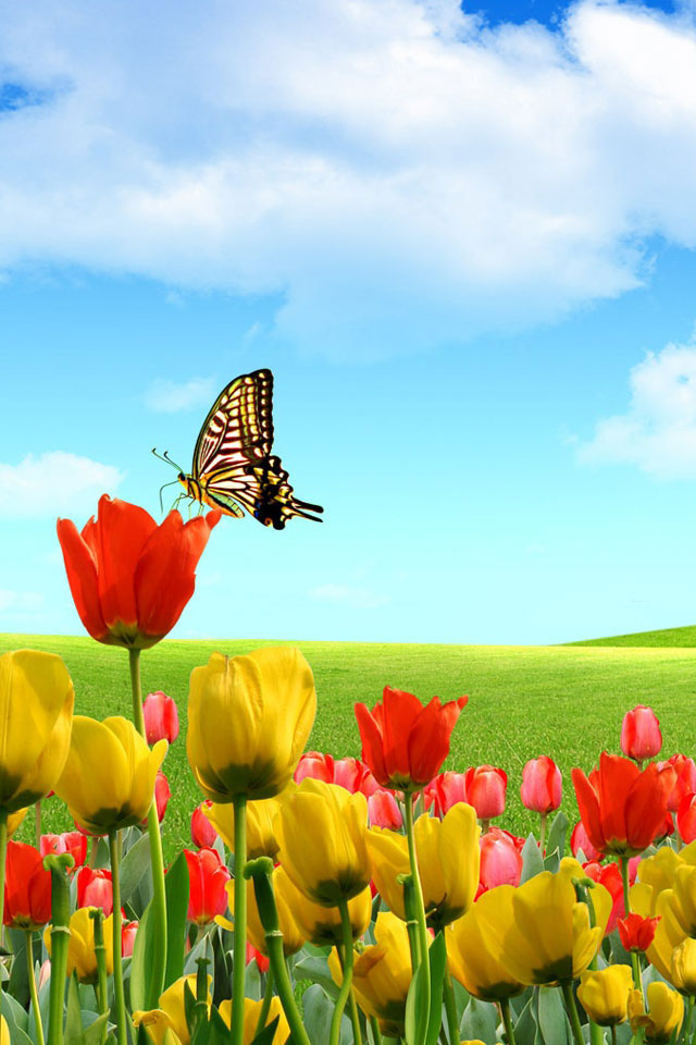 Iphone 4/4s - Spring Butterfly Wallpaper Iphone , HD Wallpaper & Backgrounds
