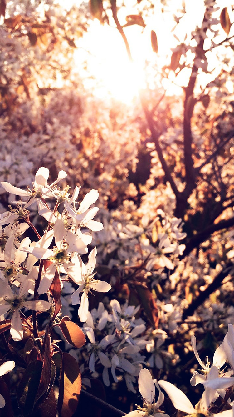 Normal - Spring Wallpapers For Iphone 6s Plus , HD Wallpaper & Backgrounds