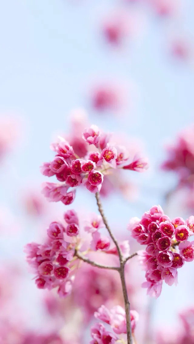 Beautiful Flower Wallpaper For Iphones , HD Wallpaper & Backgrounds