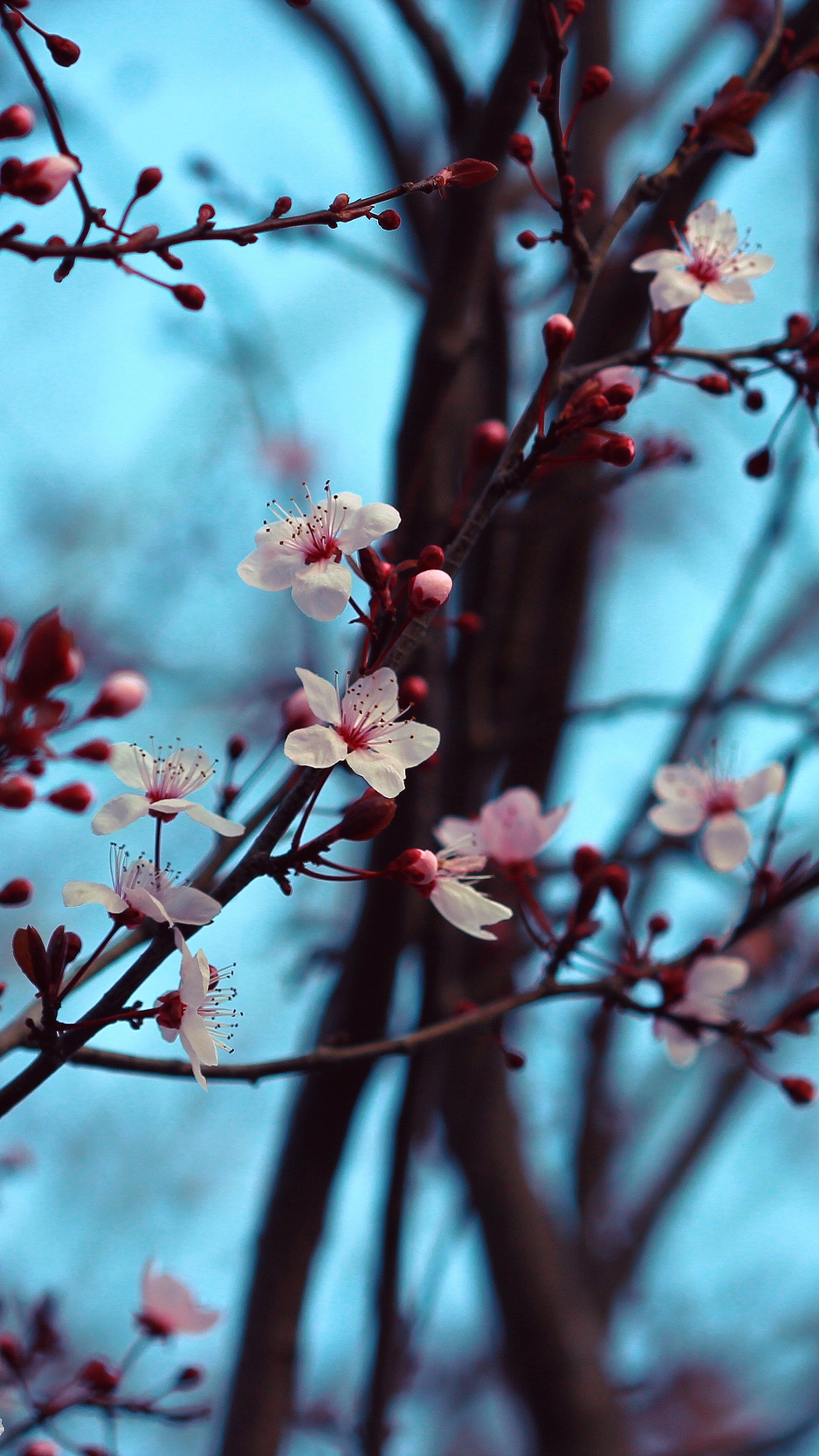 Wallpaper Cherry, Bloom, Spring, Branches, Flowers - Spring Background Iphone 6 , HD Wallpaper & Backgrounds