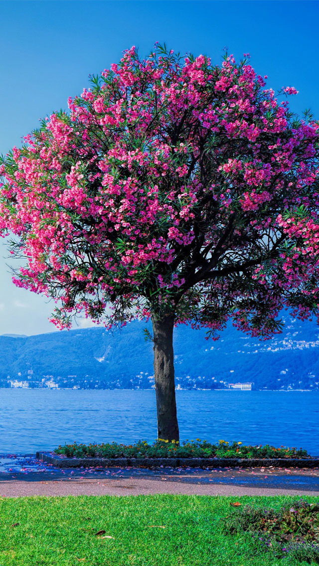 Spring Red Tree Beach - Spring Desktop Background Hd , HD Wallpaper & Backgrounds