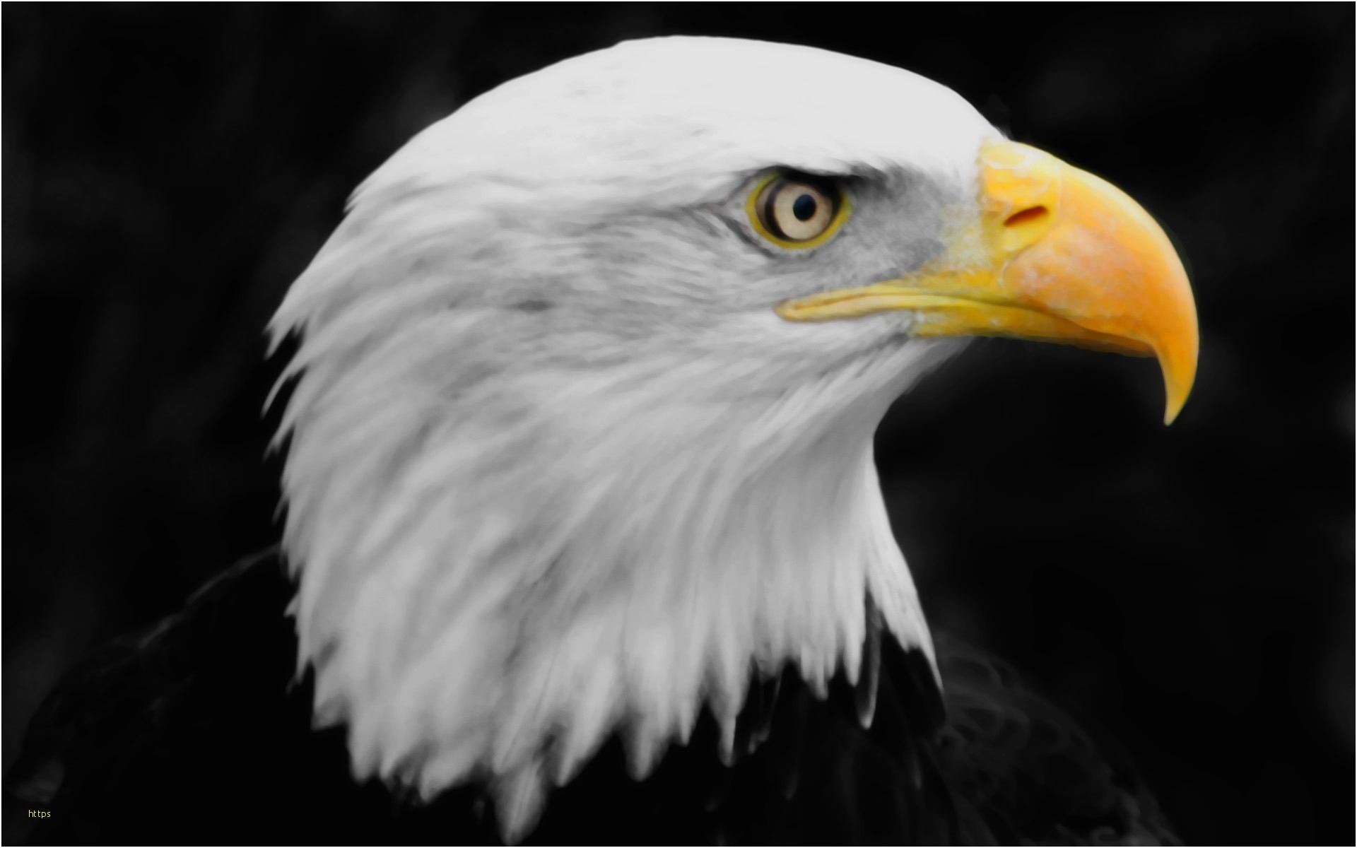 Eagle Wallpaper Beautiful Bald Eagle Hd Wallpapers - Animals That Represent Law , HD Wallpaper & Backgrounds