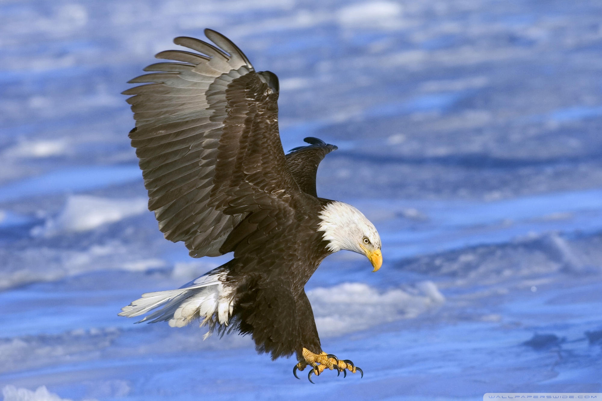 Flying Bald Eagle , HD Wallpaper & Backgrounds