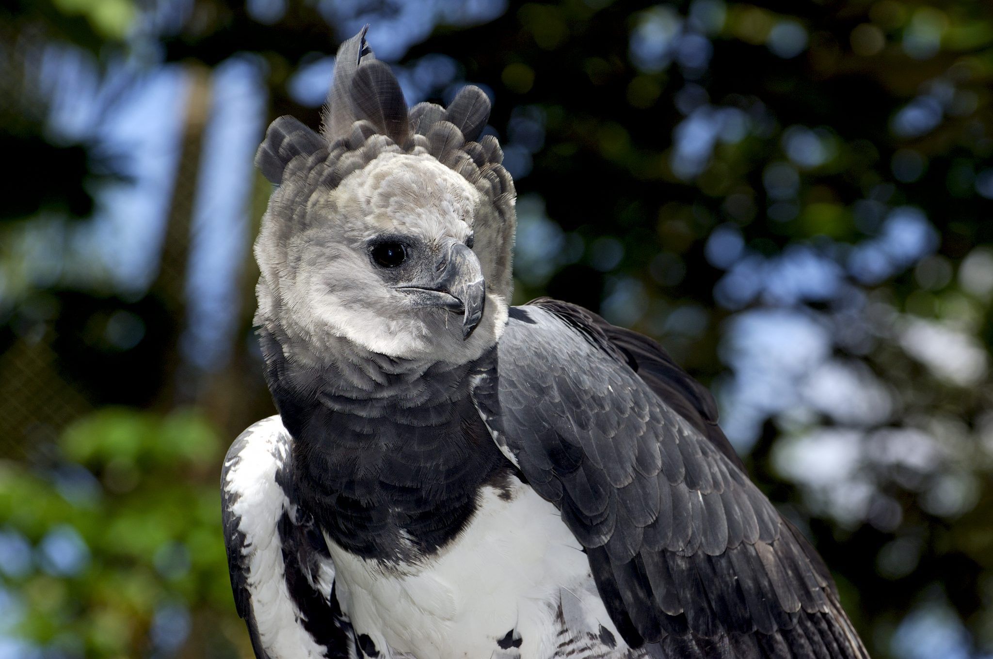 Harpy Eagle Hd Background - Birds That Live In Jungles , HD Wallpaper & Backgrounds