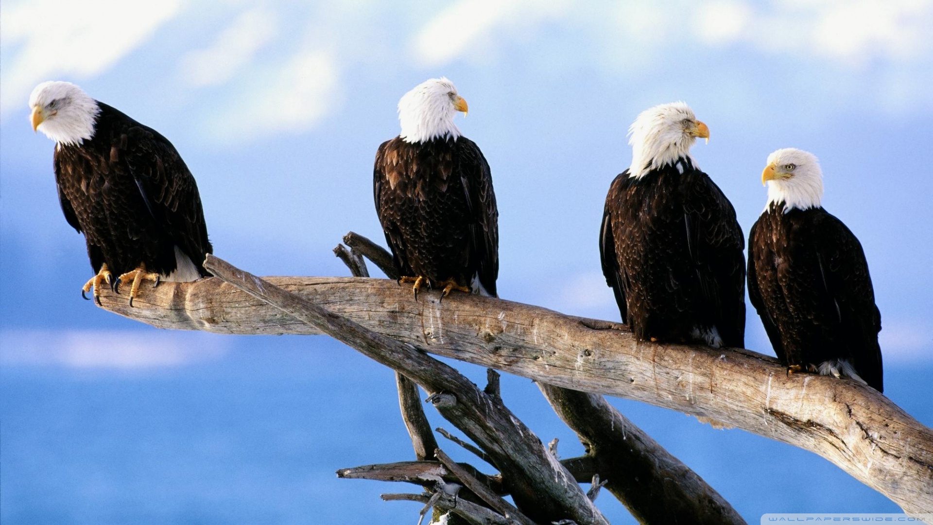 Group Of Eagles Flying , HD Wallpaper & Backgrounds