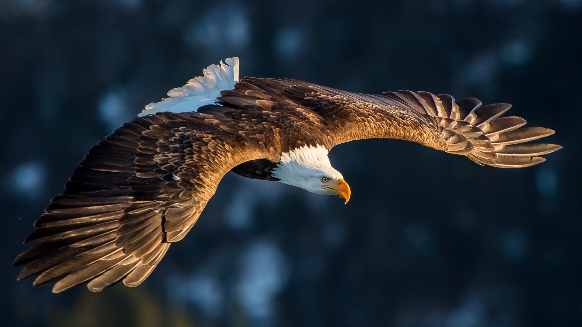 Eagles Hd Wallpapers New Tab Theme - Bald Eagle , HD Wallpaper & Backgrounds