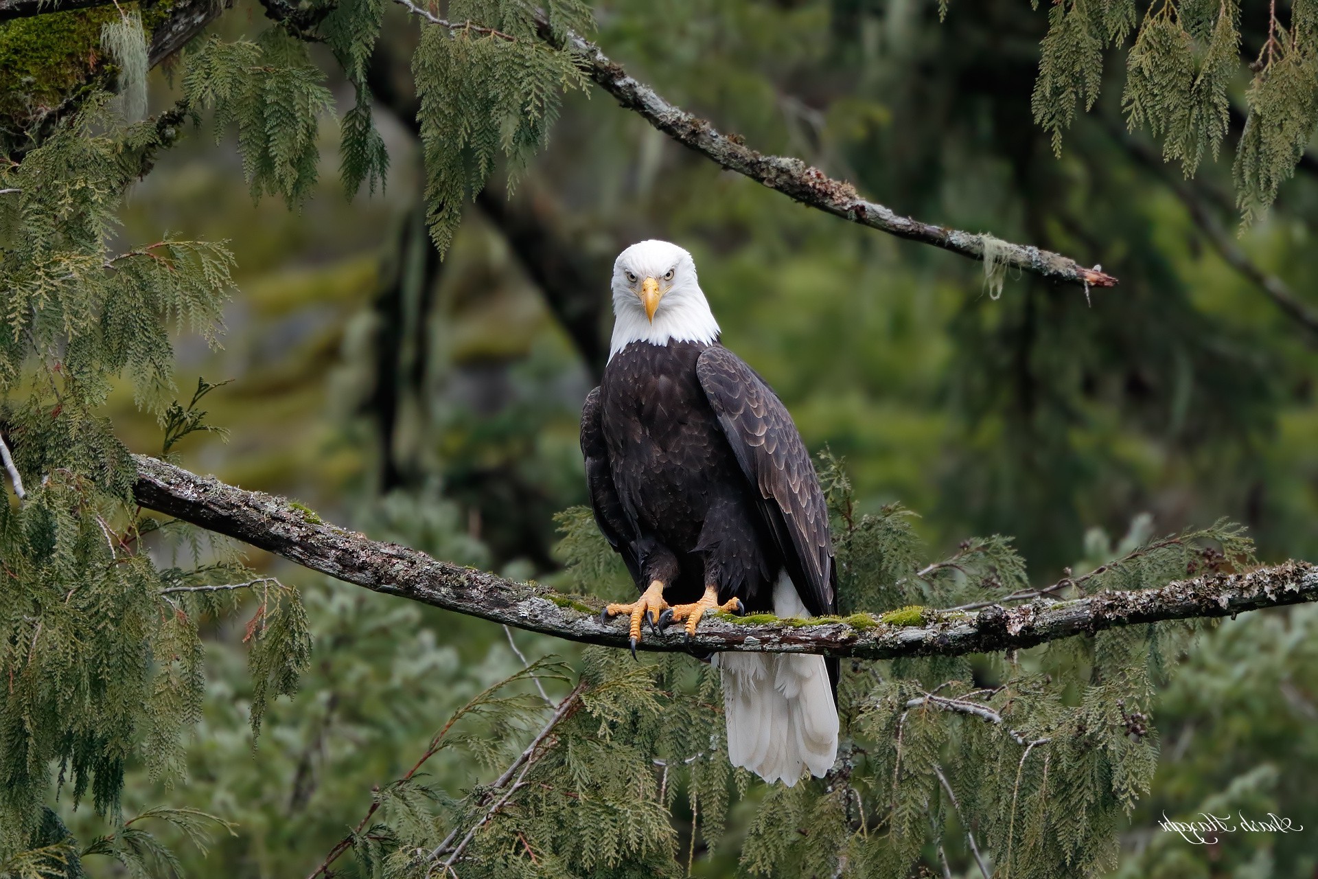 Photography, Animals, Nature, Bald Eagle Wallpapers - Hd Wallpapers Nature Eagle , HD Wallpaper & Backgrounds