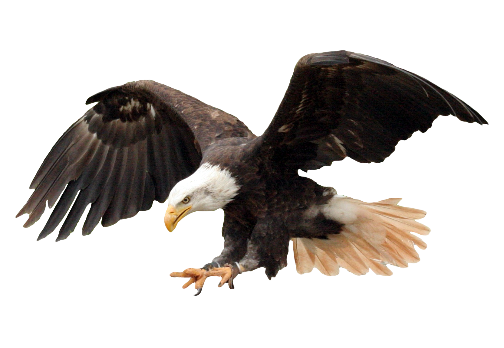 Bald Eagle Png Transparent Image - Bald Eagle Transparent Background , HD Wallpaper & Backgrounds