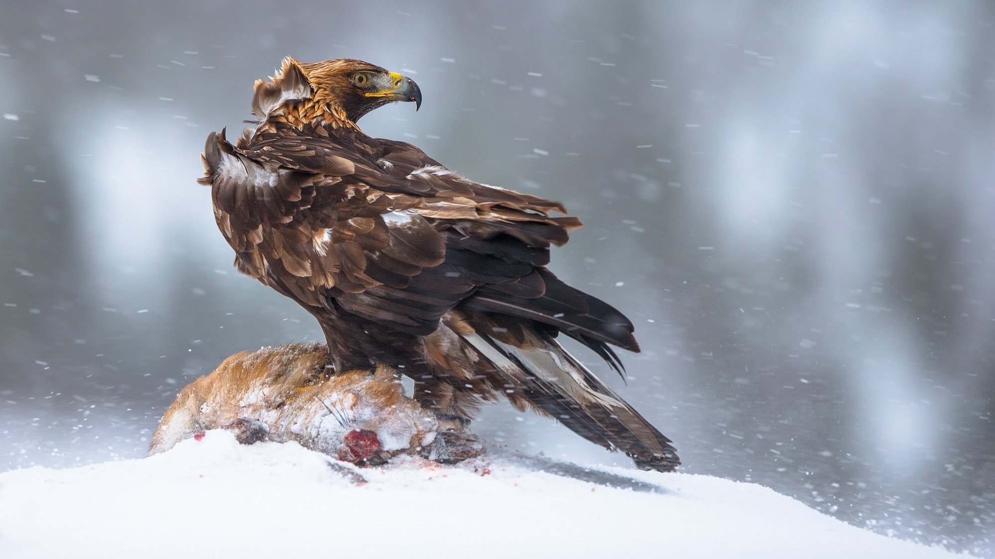Norway Winter Mining Poultry Golden Eagle Is The Largest - Aquila Chrysaetos , HD Wallpaper & Backgrounds