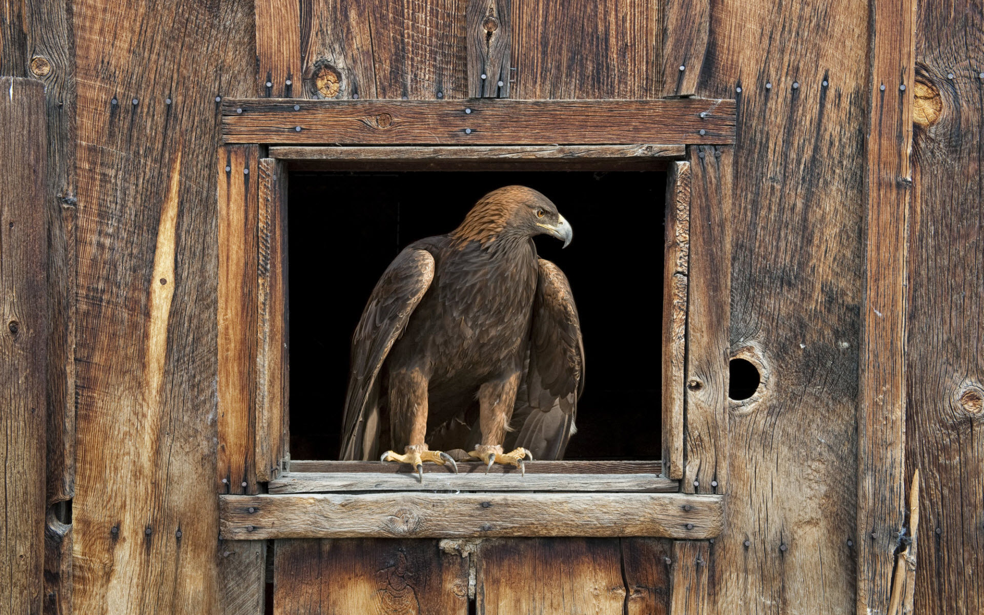 Barn Eagle Wallpaper - Barn Eagle , HD Wallpaper & Backgrounds