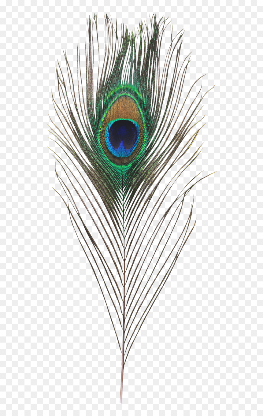 Peacock Feather Hd Png, Transparent Png - Holy Family Catholic Church , HD Wallpaper & Backgrounds