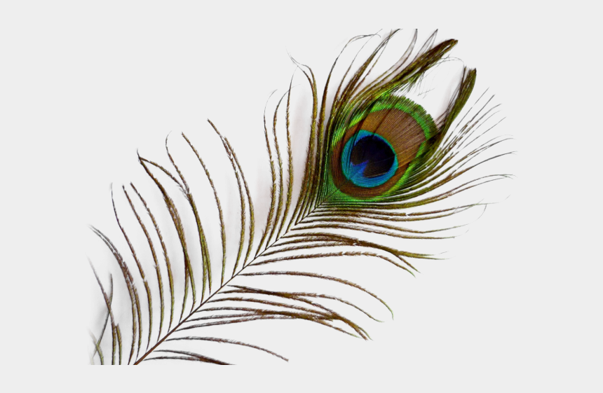 Peacock Clipart, Cartoons - Transparent Background Peacock Feather Png , HD Wallpaper & Backgrounds