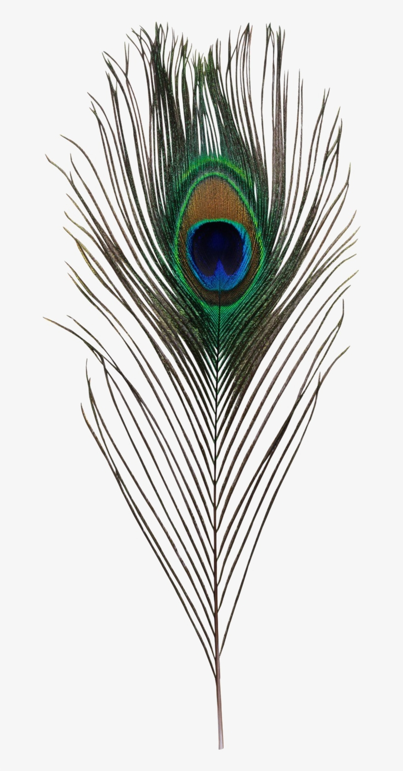 Peacock Feather Transparent Image - Peacock Feather Png , HD Wallpaper & Backgrounds