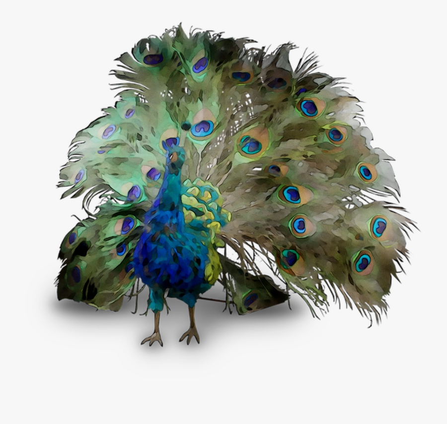 Peafowl Feather Beak Free Download Png Hd Clipart - Peafowl , HD Wallpaper & Backgrounds