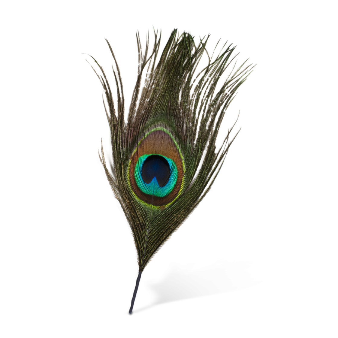 7 Kb, Popular - Transparent Background Peacock Feather Png , HD Wallpaper & Backgrounds