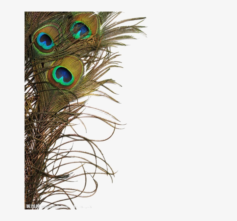 Peacock Feather Png Image - Transparent Peacock Feather Png , HD Wallpaper & Backgrounds