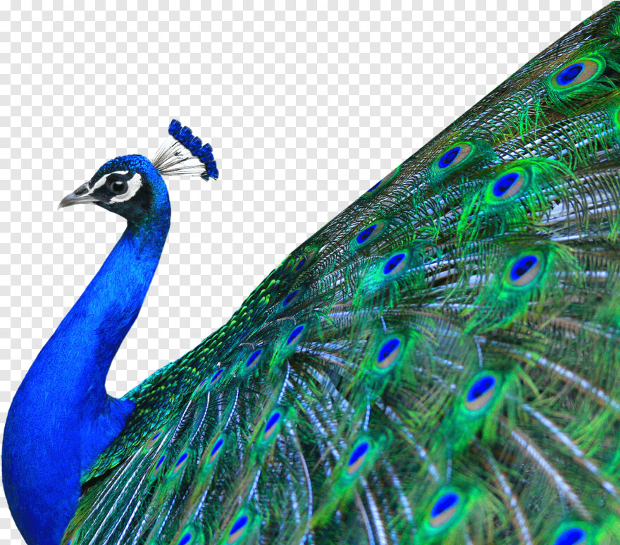 Peacock Png, Png Download - Peacock Png Hd , HD Wallpaper & Backgrounds