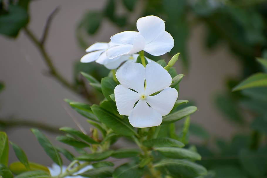 Periwinkle, Sada Bahar, White, White Flower, Vinca, - Nirmal Variety Of Periwinkle , HD Wallpaper & Backgrounds