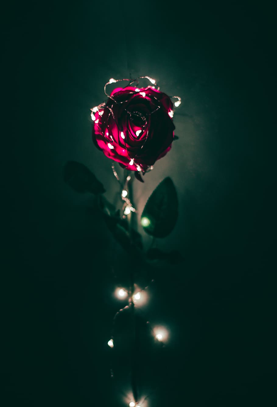 Rose, Roses, Lights, Lighting, Hover, Flower, Flowers, - Rose With Lights , HD Wallpaper & Backgrounds