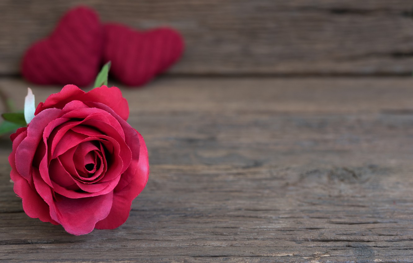 Photo Wallpaper Flower, Macro, Background, Rose - Rose Flower On Table , HD Wallpaper & Backgrounds