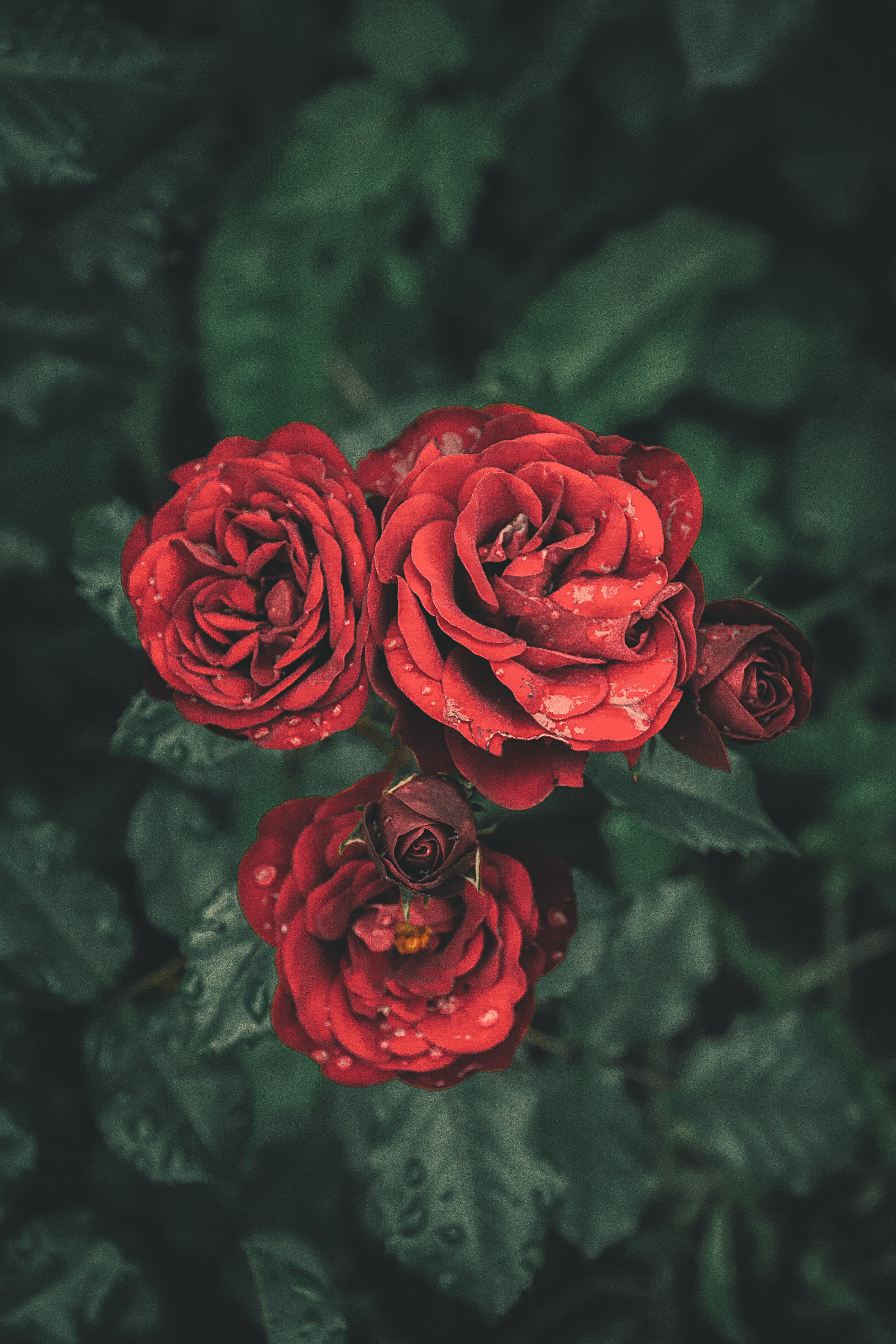 Nature, Flowers, Rose, Flowering Plant, Rose - Deep Quotes About Roses And Thorns , HD Wallpaper & Backgrounds