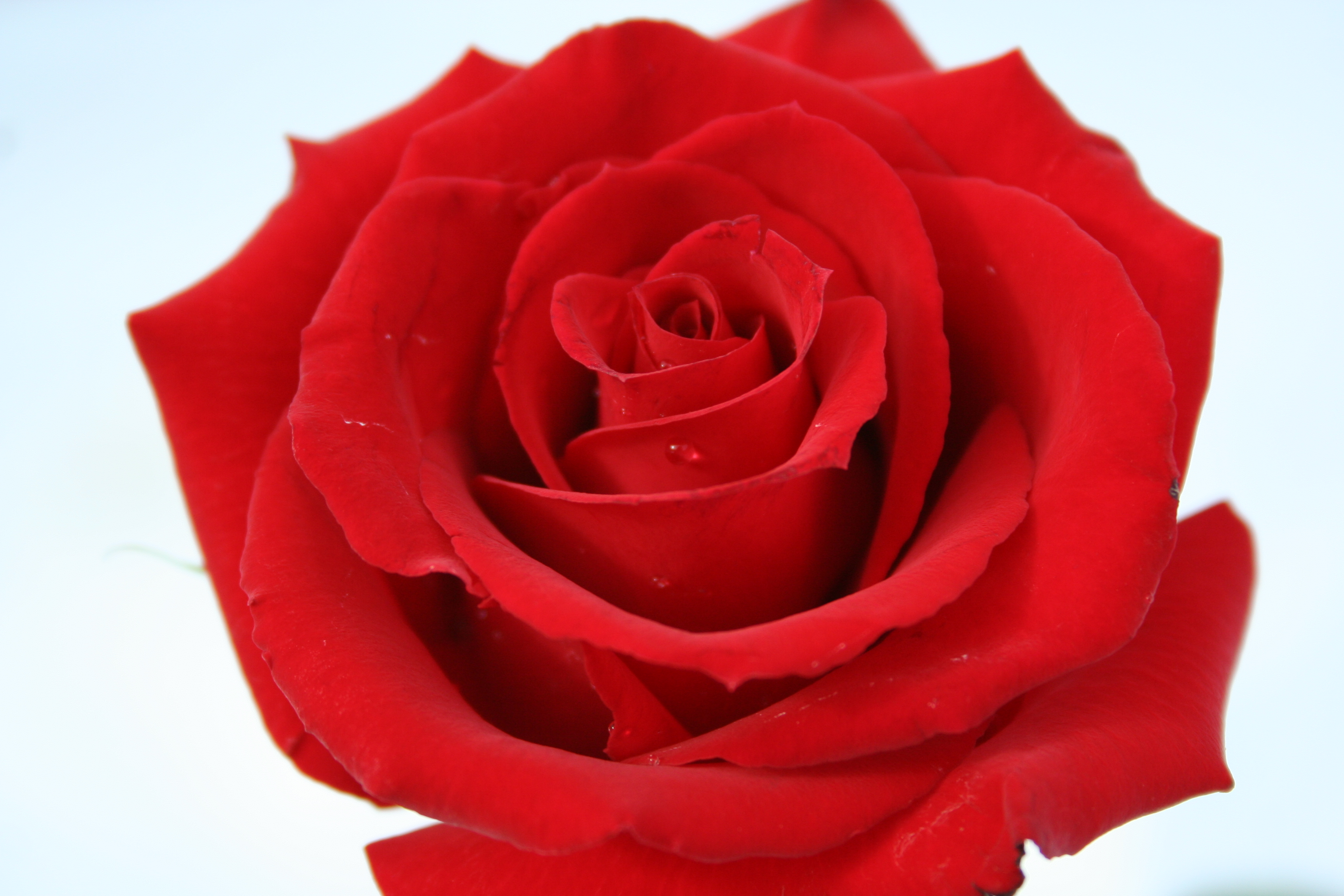 Best Red Rose Wallpaper - Beautiful Big Red Rose , HD Wallpaper & Backgrounds