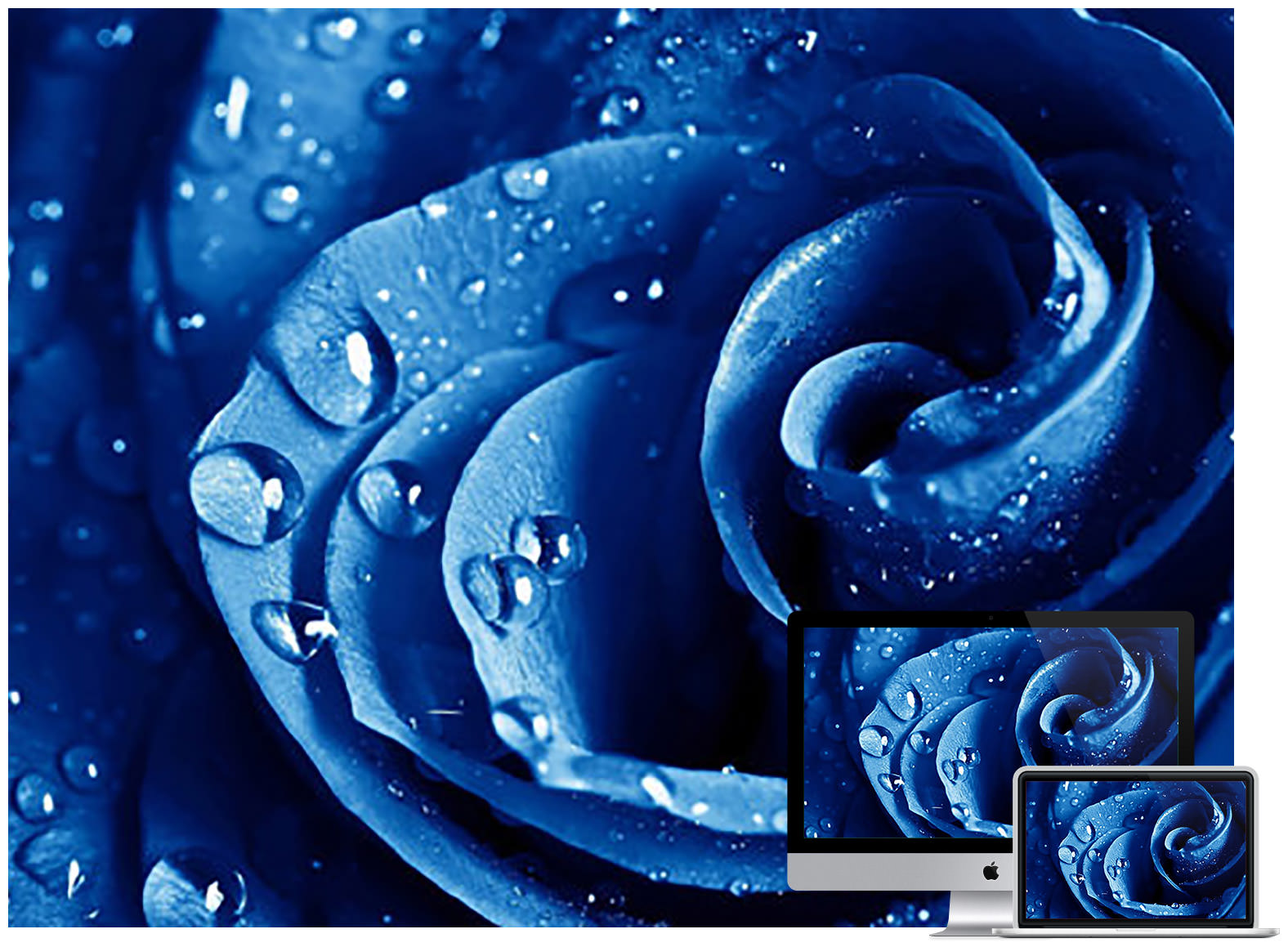 Blue Rose Wallpaper - Rain Drop On Rose , HD Wallpaper & Backgrounds