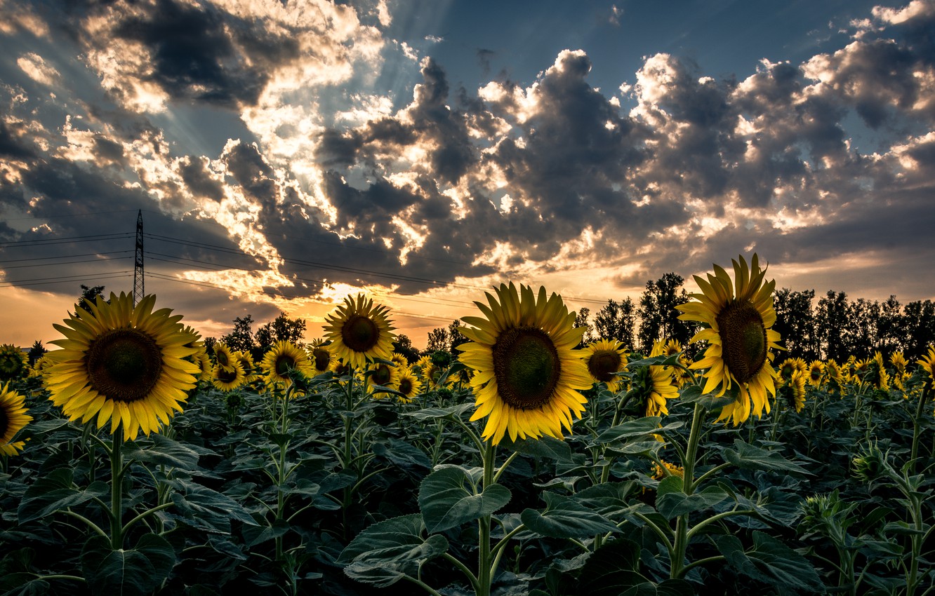 Photo Wallpaper Field, Clouds, Sunflowers, Sunset, - Nature , HD Wallpaper & Backgrounds