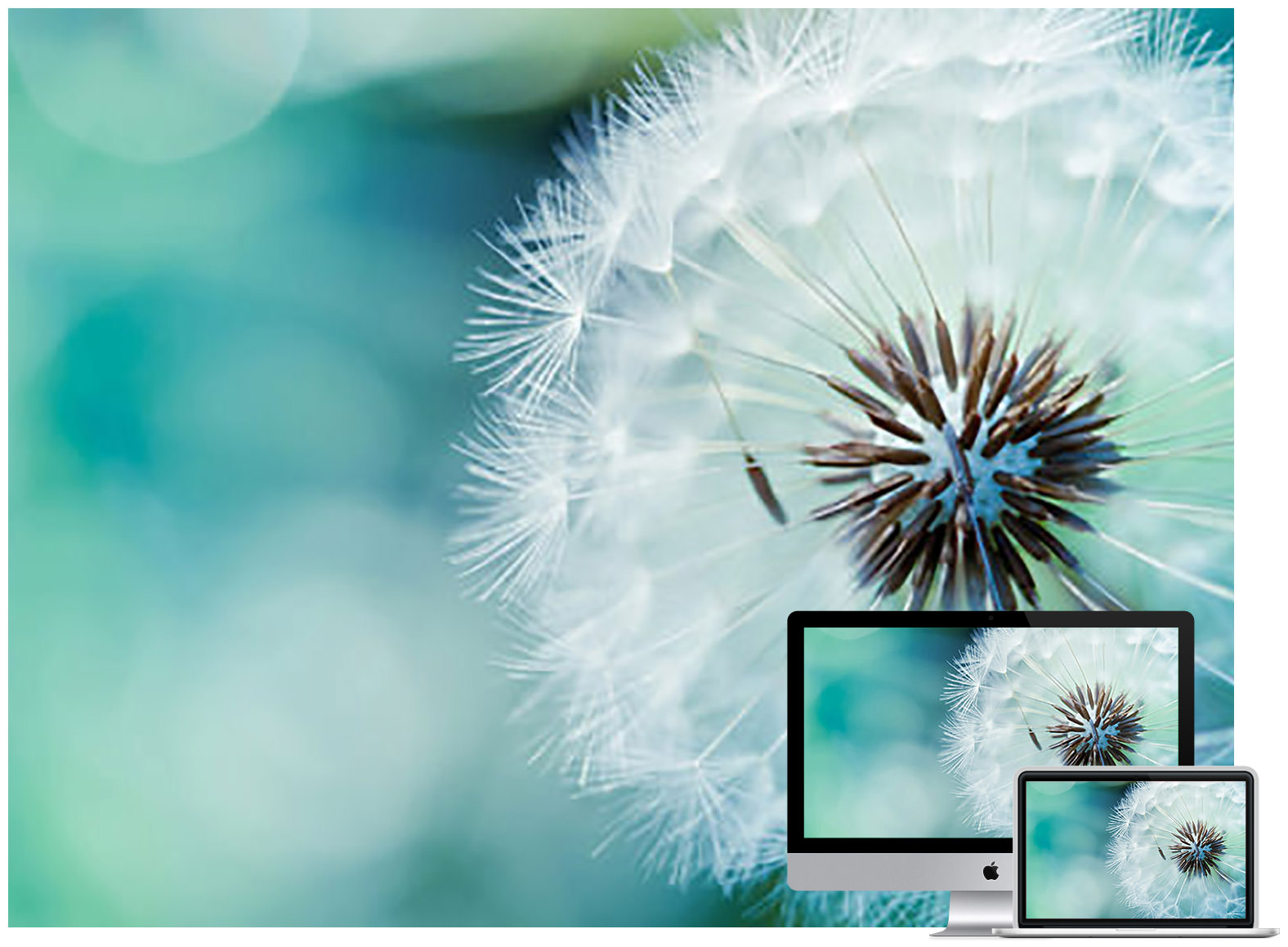 Dandelion Flower Wallpaper - Flower Wallpaper Download Flower Beautiful , HD Wallpaper & Backgrounds