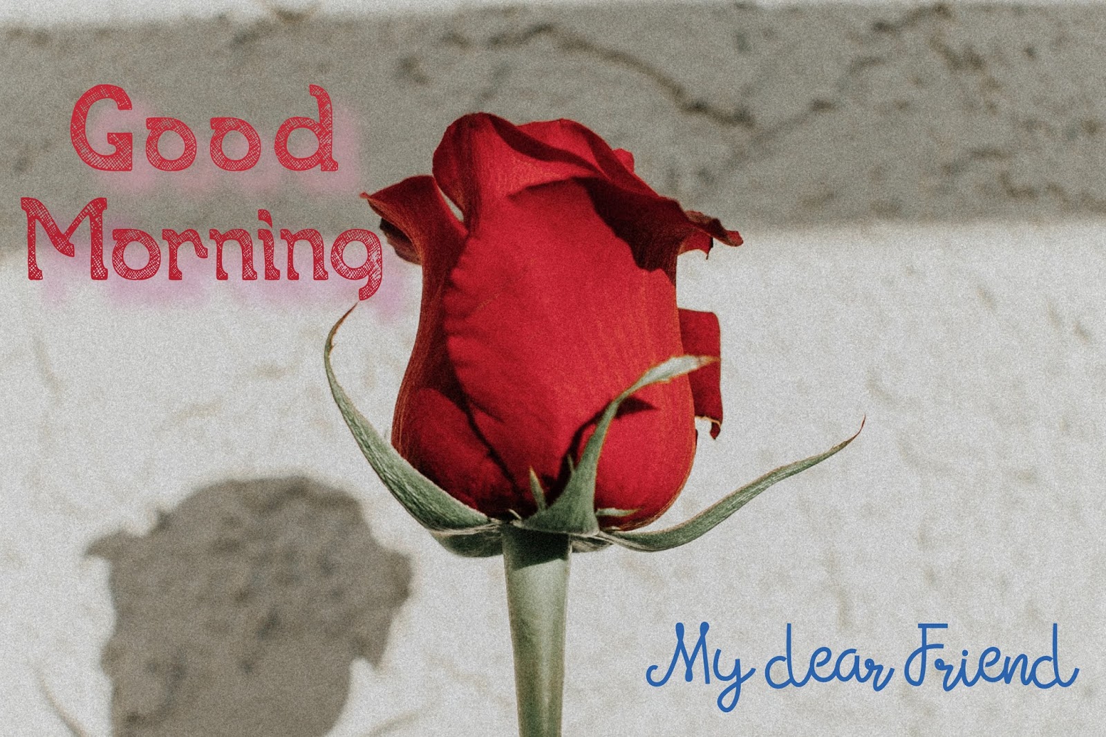 Good Morning Rose For Girlfriend - Never Force Anything In Life , HD Wallpaper & Backgrounds
