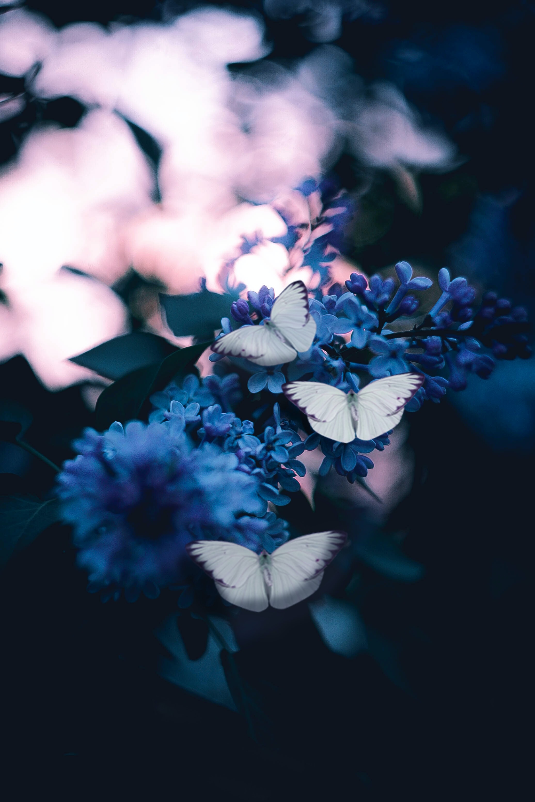 Barbie butterfly whatsapp 2025 dp
