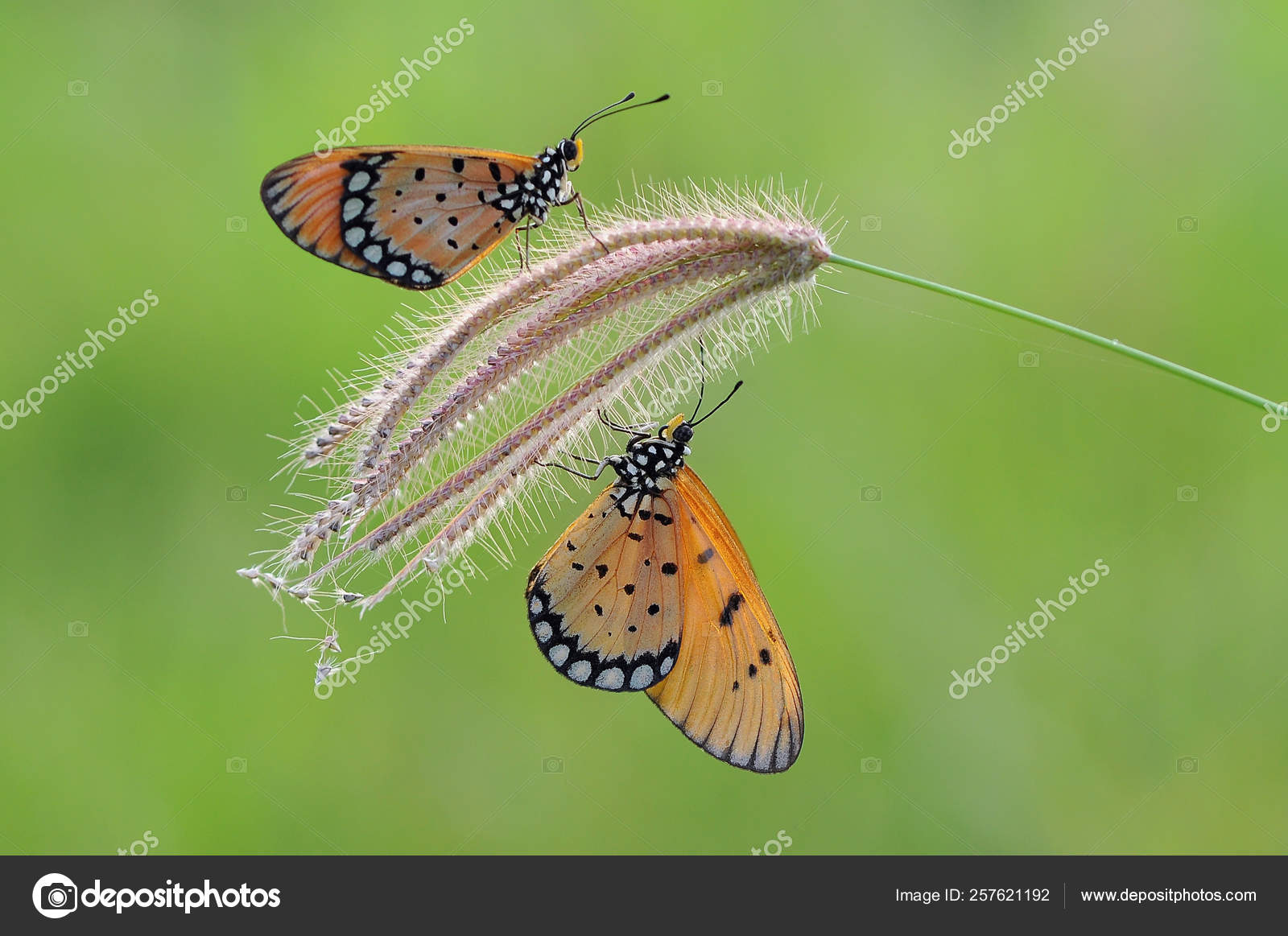 Butterflies Butterfly Butterfly Wallpaper Beauty Butterfly - Small Pearl-bordered Butterfly , HD Wallpaper & Backgrounds