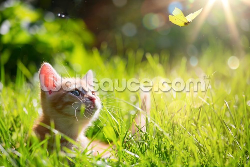 Kitten Hunting A Butterfly Mural Wallpaper - Kittens In Summer , HD Wallpaper & Backgrounds