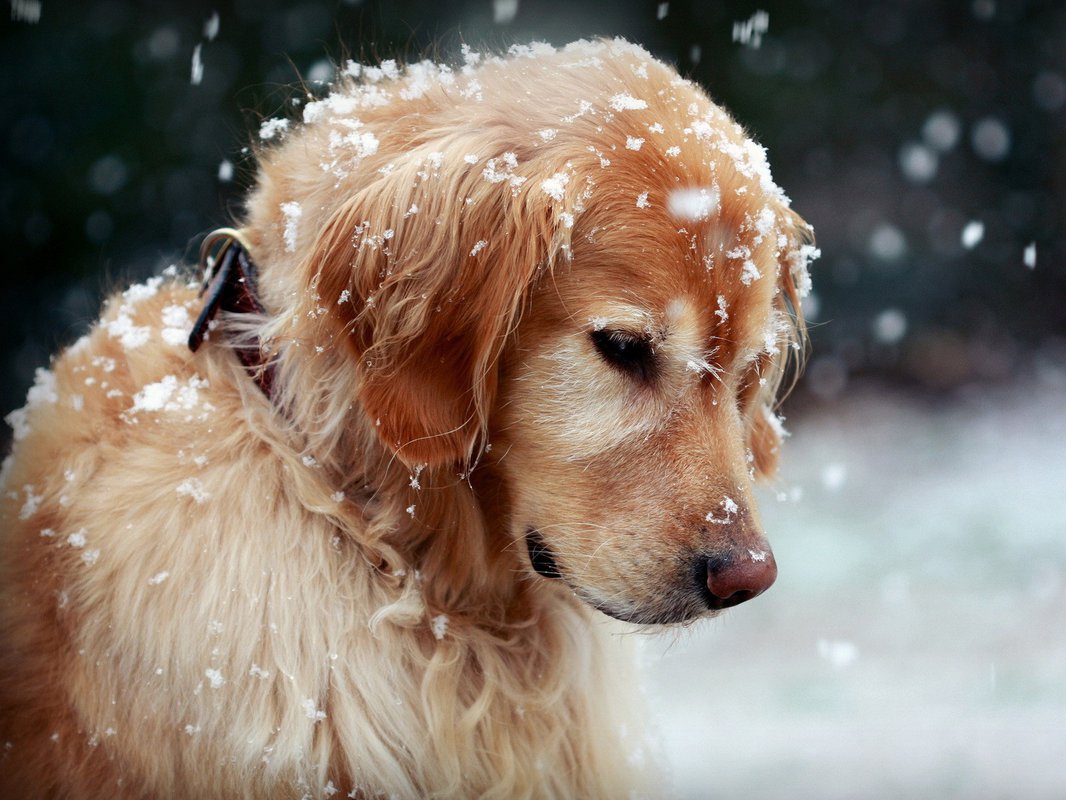Cute Winter Animal Wallpaper Cute Wallpaper Golden Retrievers Hd Wallpaper Backgrounds Download