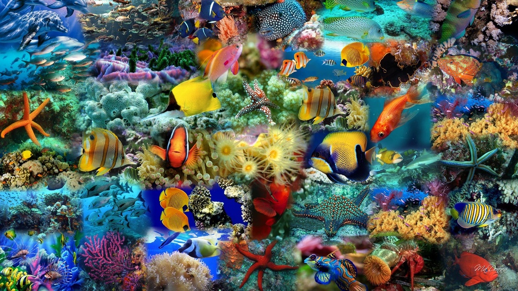 Lots Of Colorful Fish , HD Wallpaper & Backgrounds