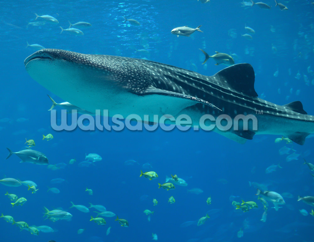 Whale Shark And Fish Wall Mural - Whale Sharks In Donsol , HD Wallpaper & Backgrounds