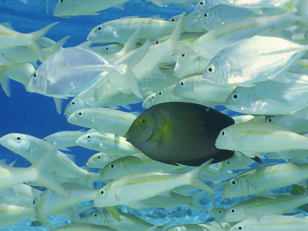 Underwater Fish Wallpaper - Underwater , HD Wallpaper & Backgrounds
